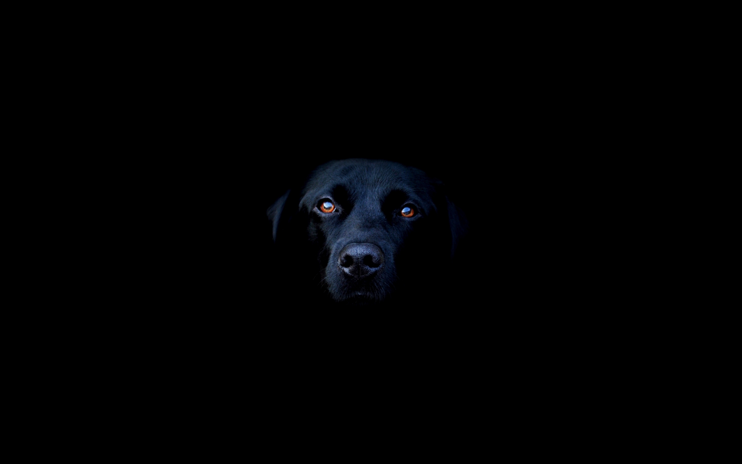 Black Dog Wallpapers