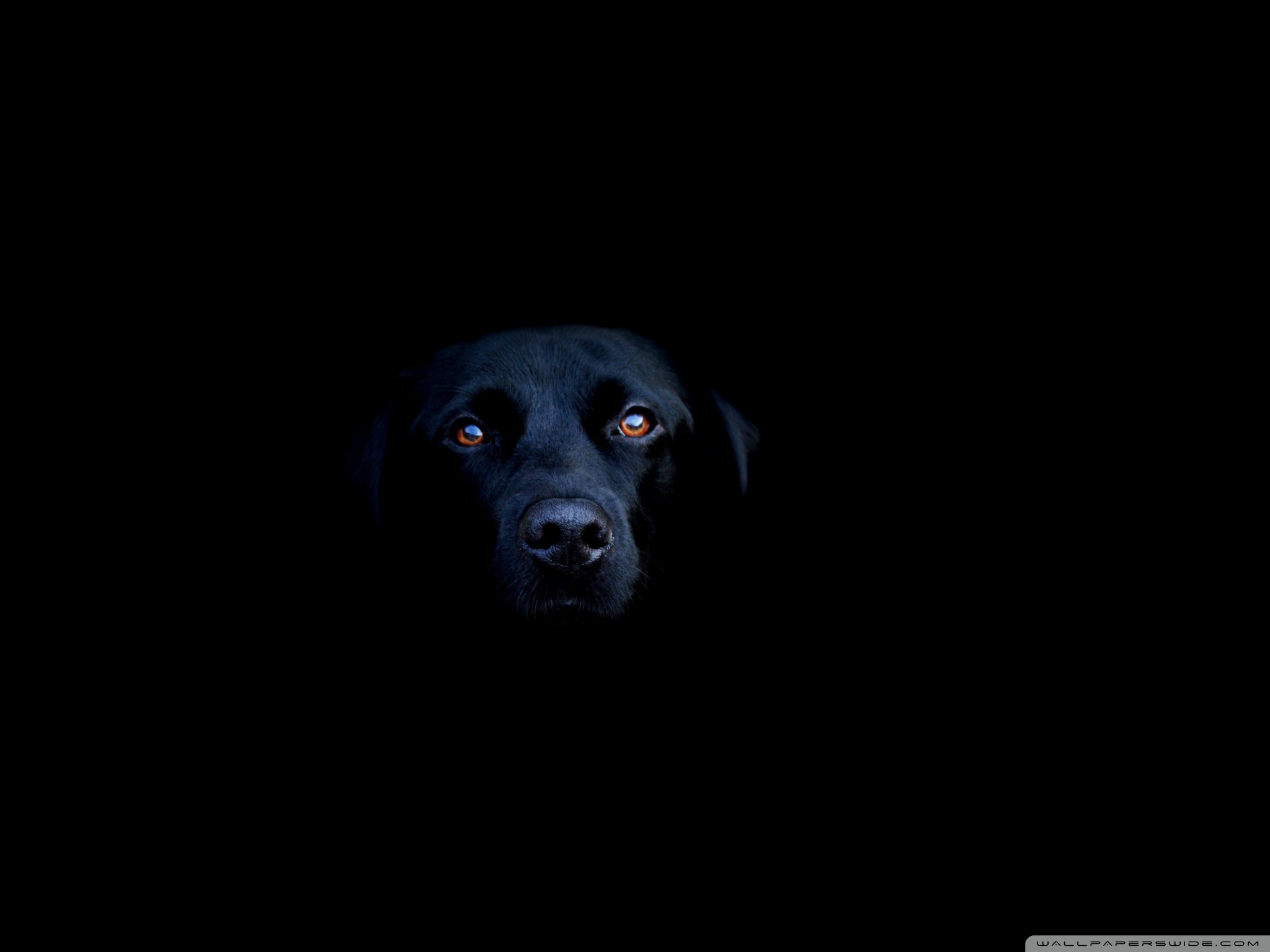 Black Dog Wallpapers