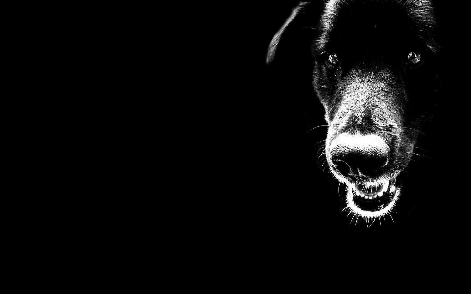 Black Dog Wallpapers