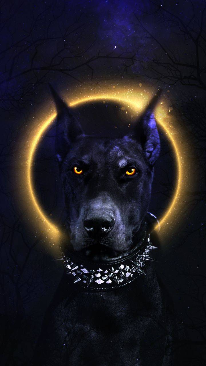 Black Dog Wallpapers