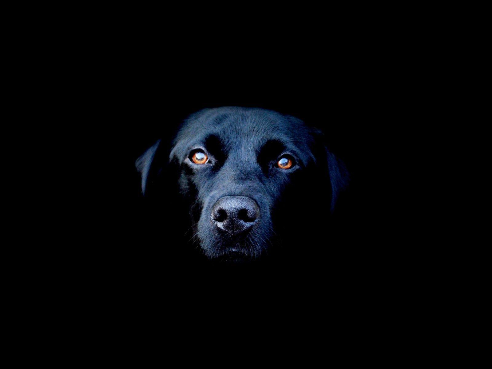 Black Dog Wallpapers