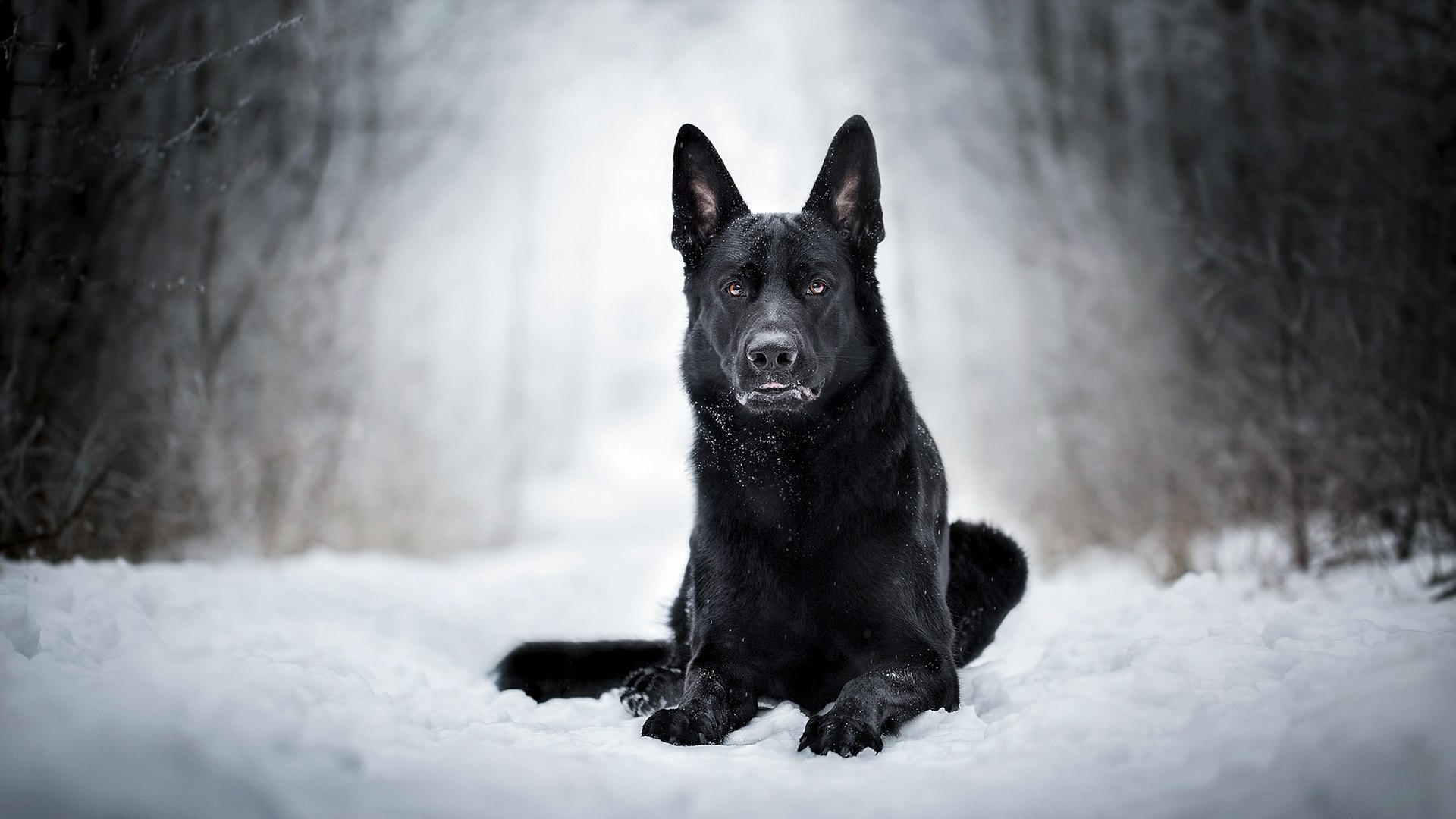 Black Dog Wallpapers