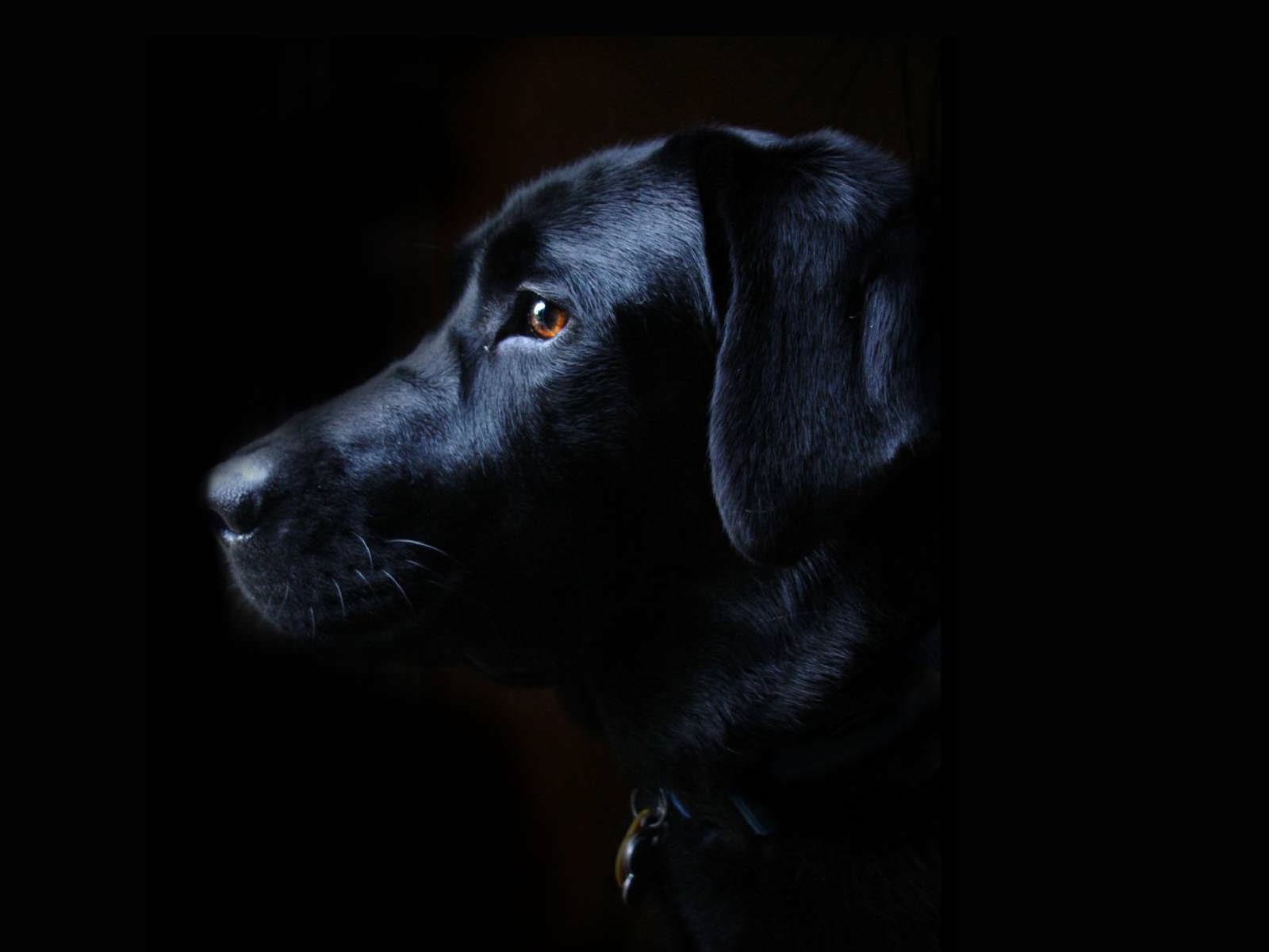 Black Dog Wallpapers