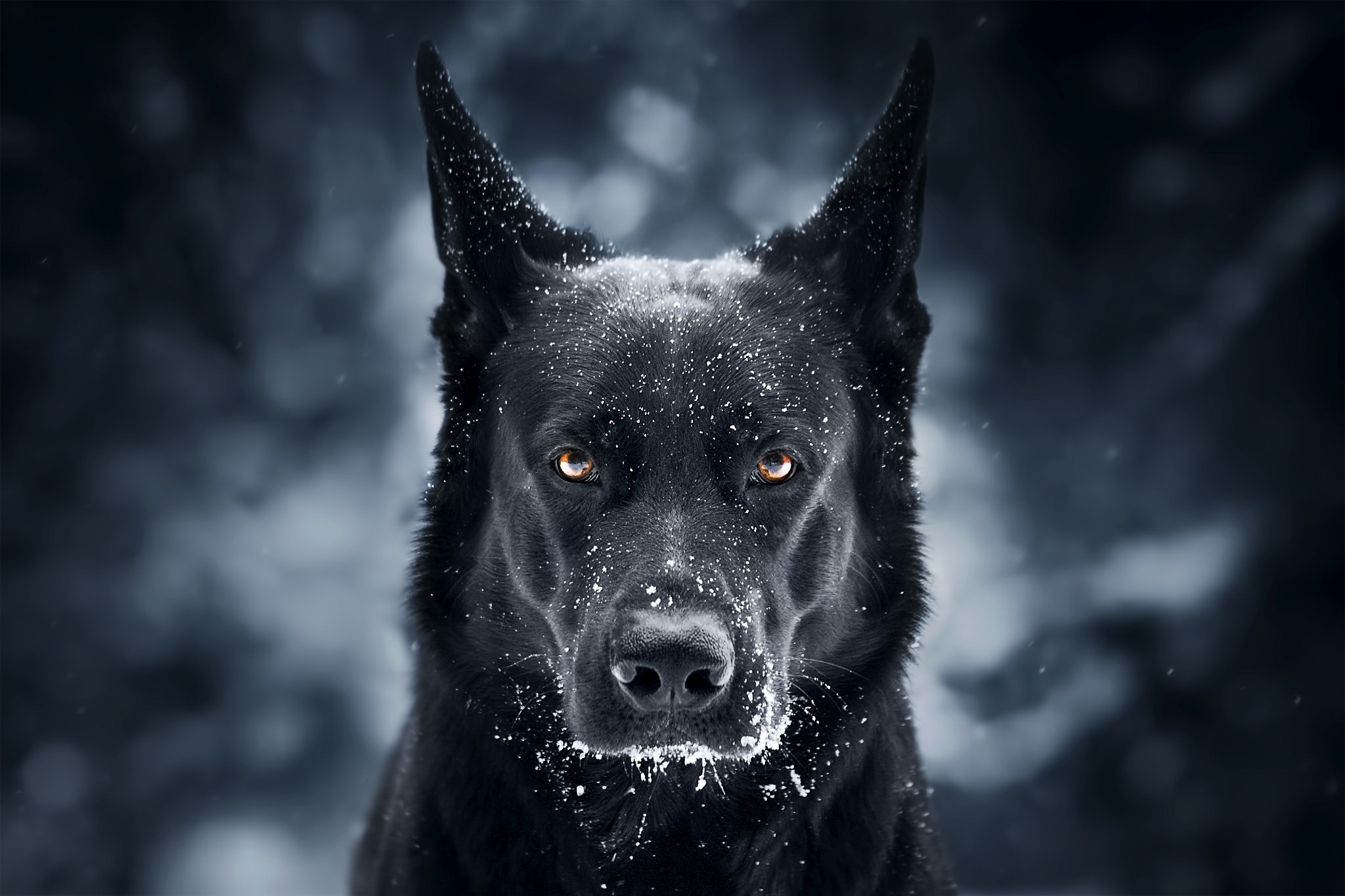 Black Dog Wallpapers