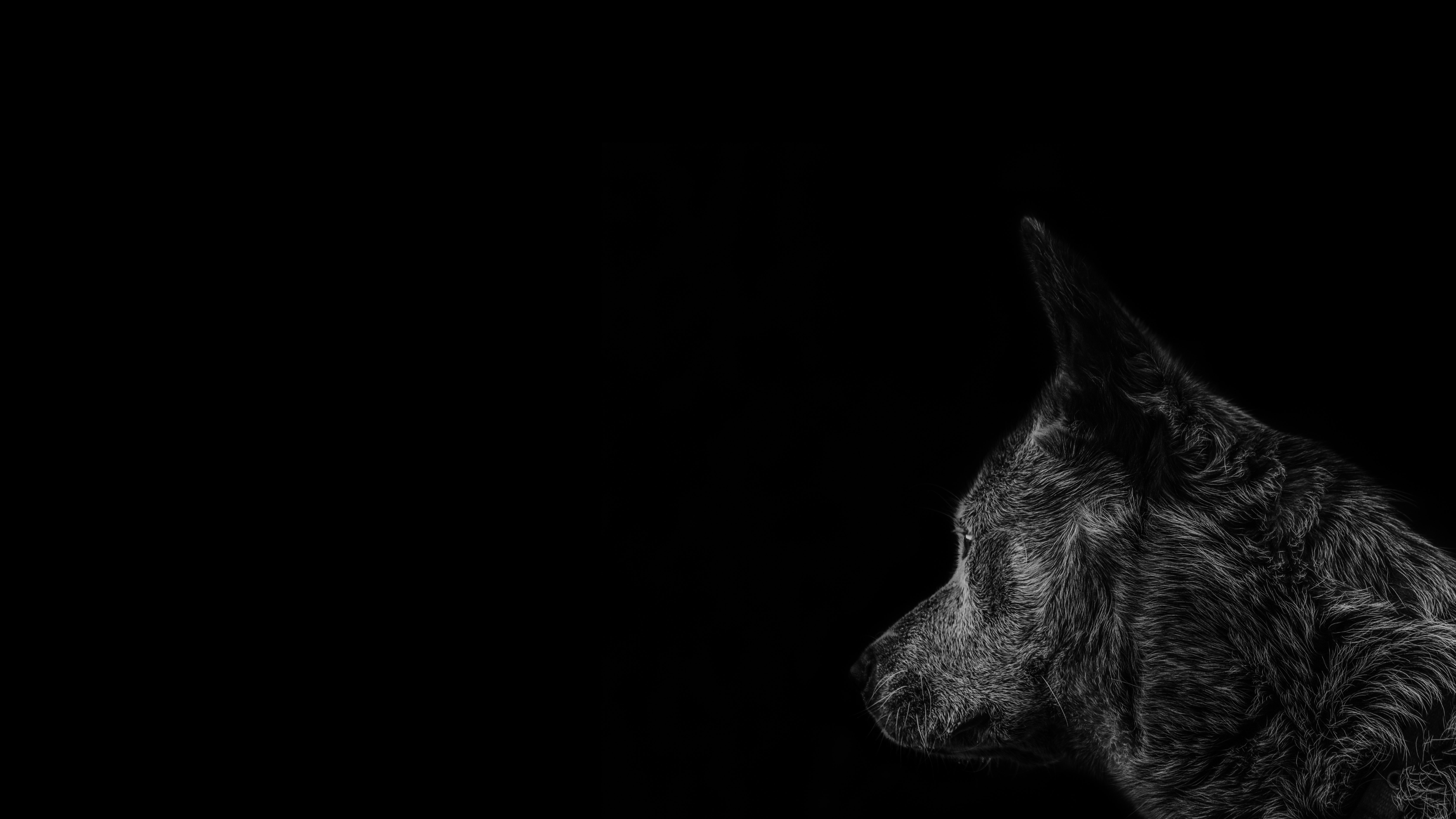 Black Dog Wallpapers