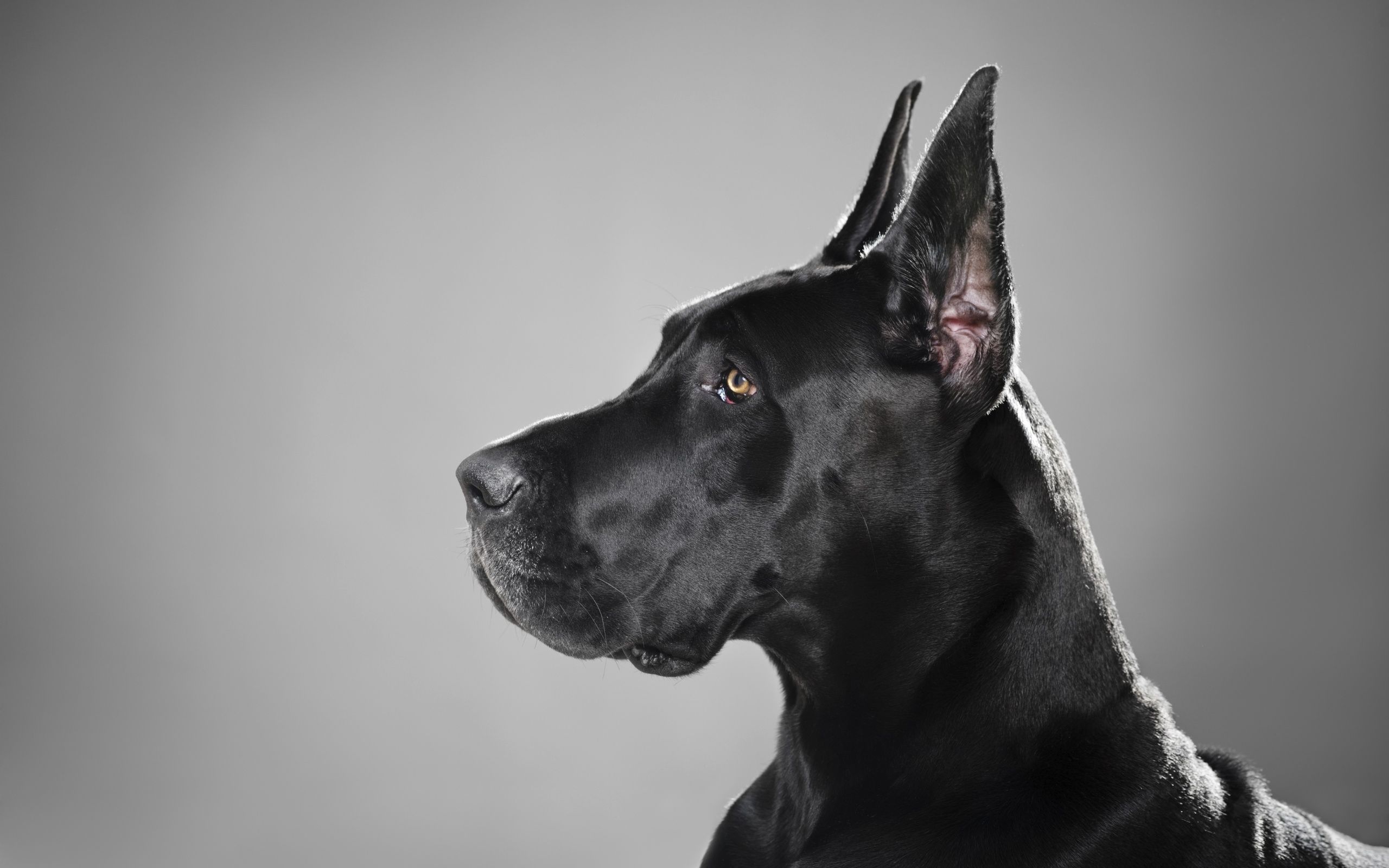 Black Dog Wallpapers