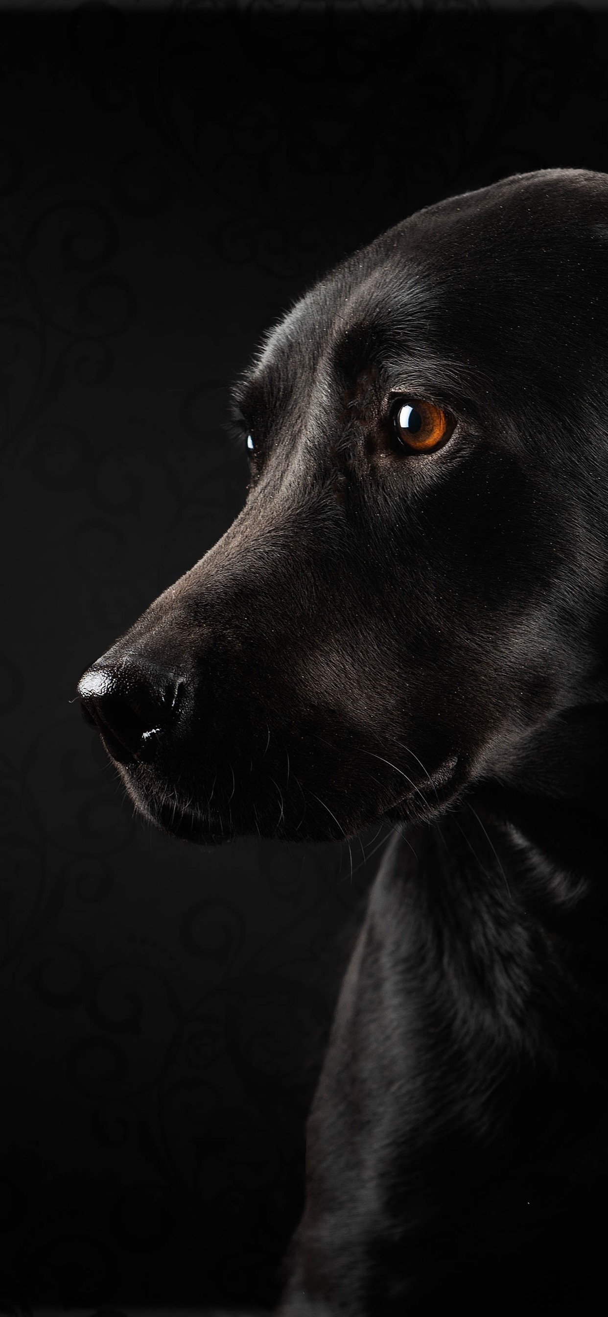 Black Dog Wallpapers