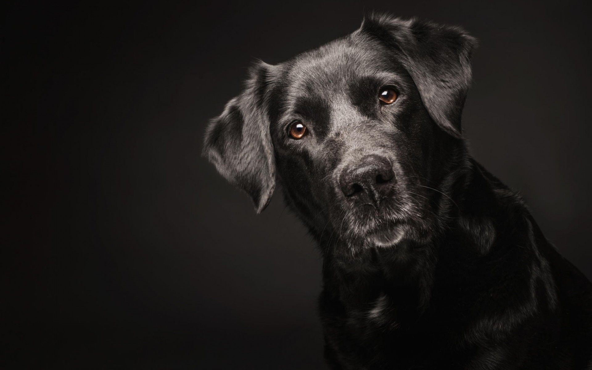 Black Dog Wallpapers