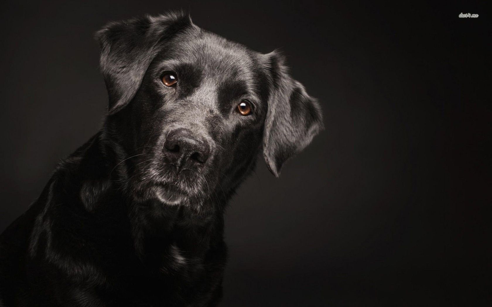 Black Dog Wallpapers