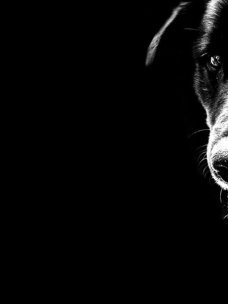 Black Dog Wallpapers