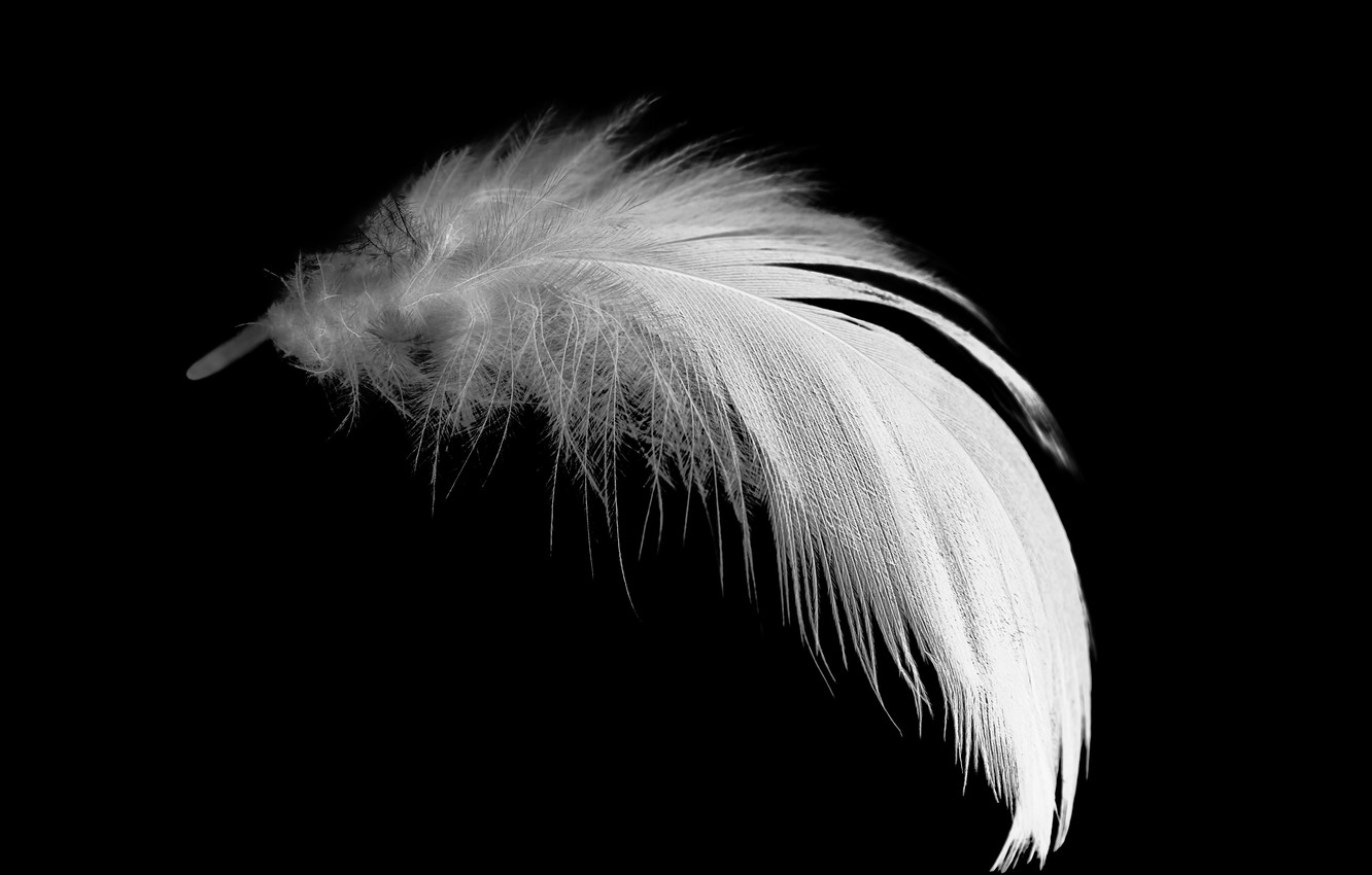 Black Feathers Wallpapers