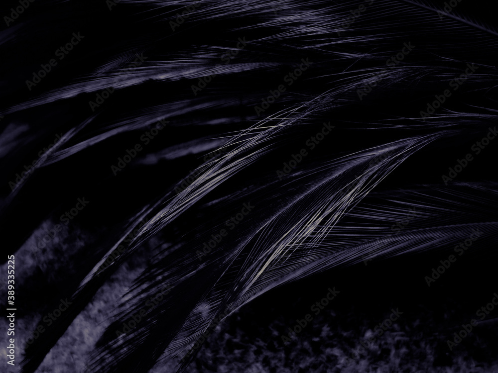 Black Feathers Wallpapers