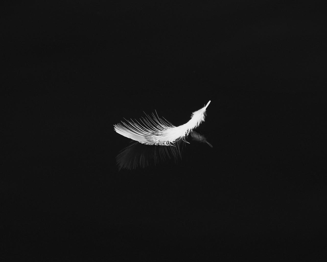 Black Feathers Wallpapers