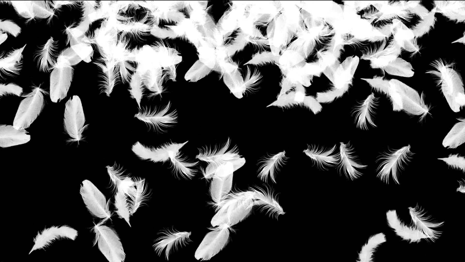 Black Feathers Wallpapers