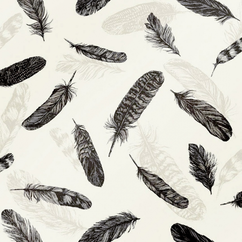 Black Feathers Wallpapers