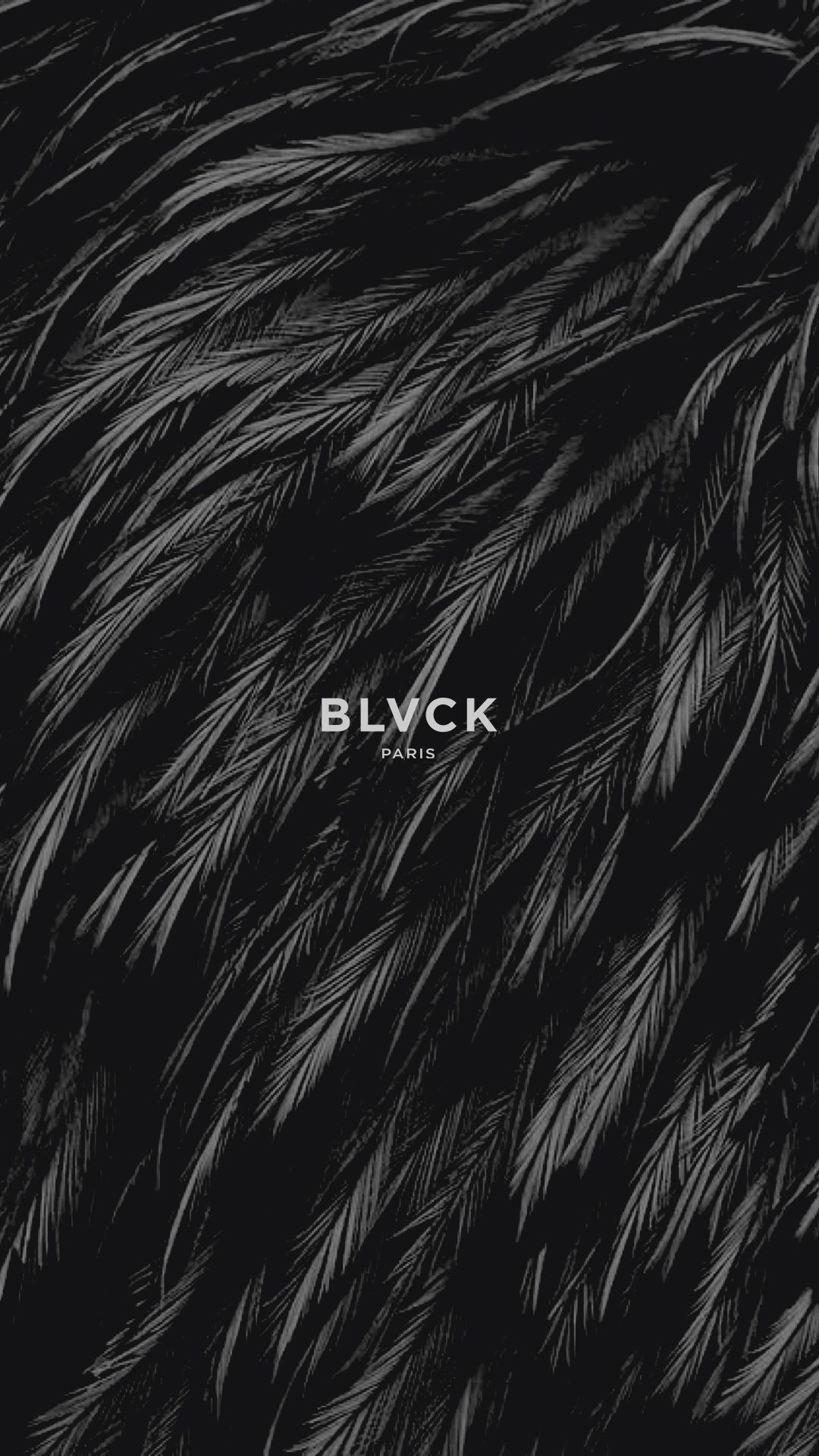 Black Feathers Wallpapers