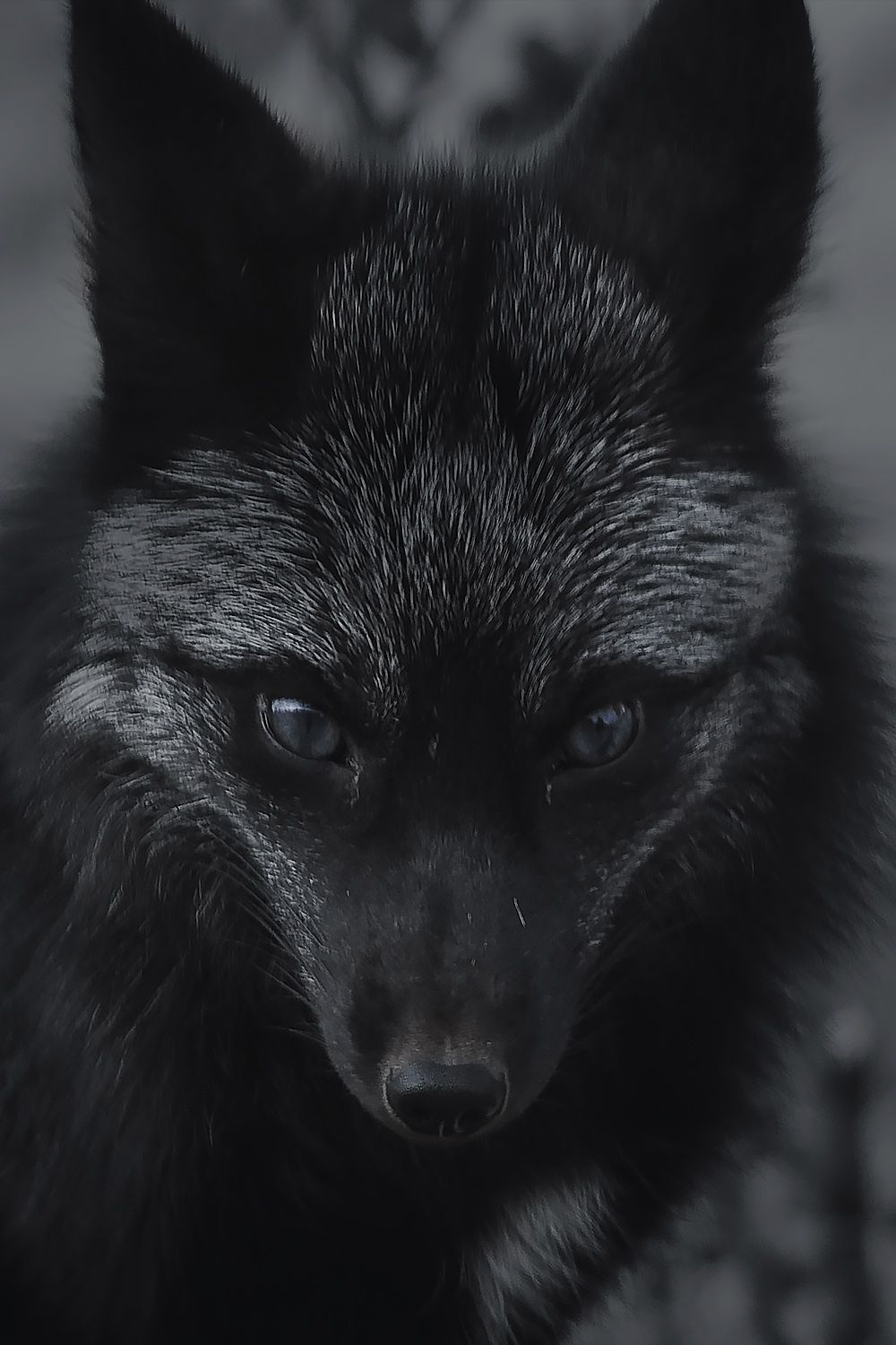 Black Fox Wallpapers