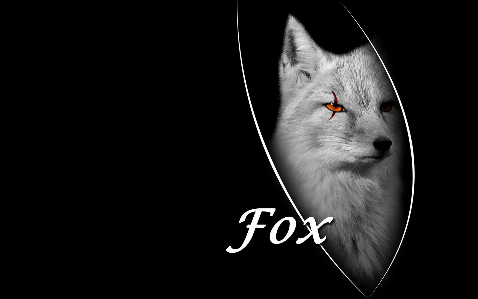 Black Fox Wallpapers