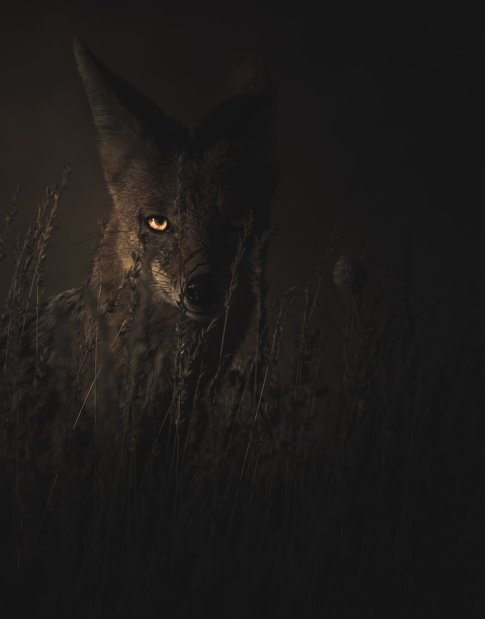 Black Fox Wallpapers