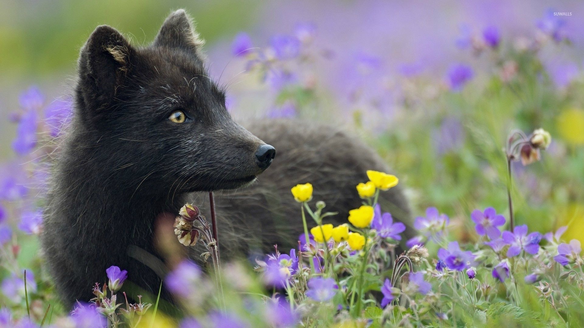 Black Fox Wallpapers