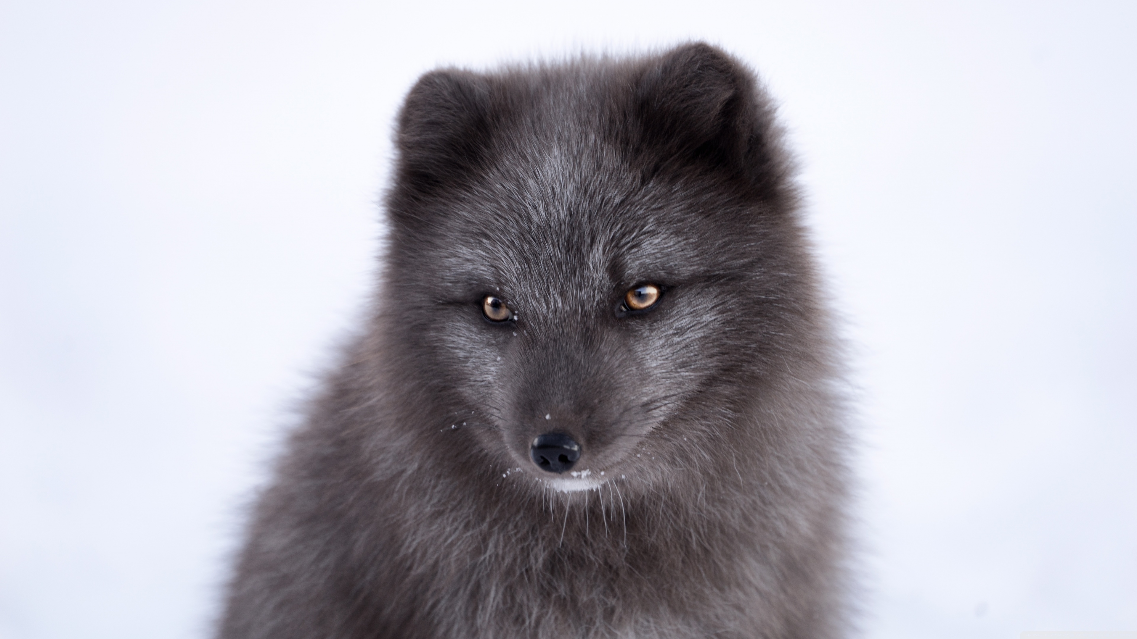 Black Fox Wallpapers