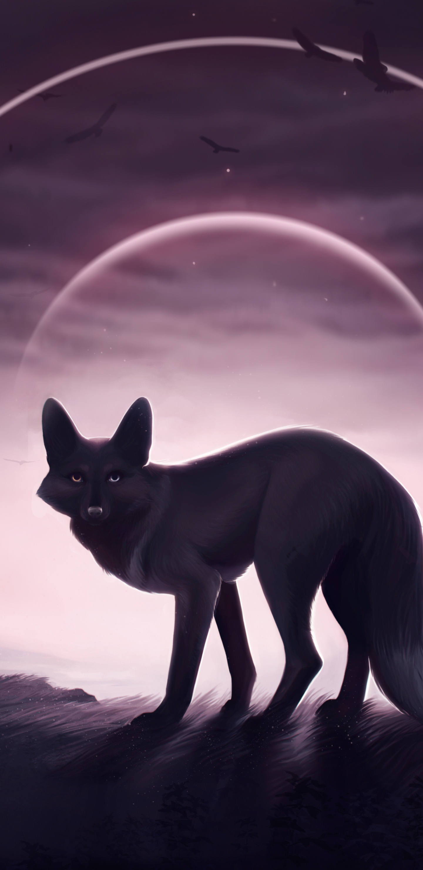 Black Fox Wallpapers