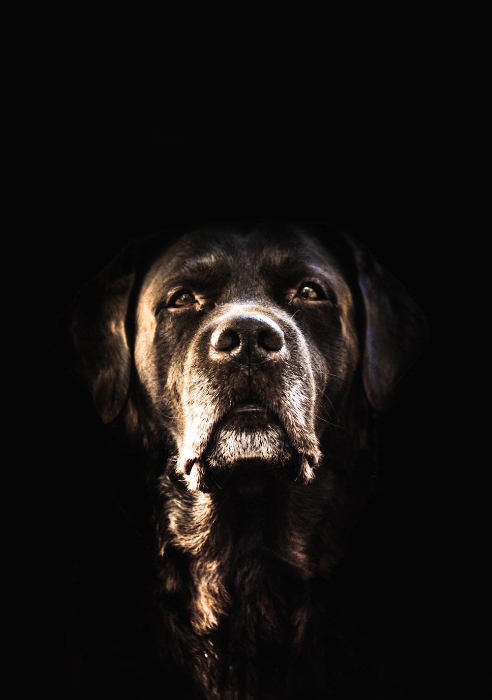 Black Lab Wallpapers