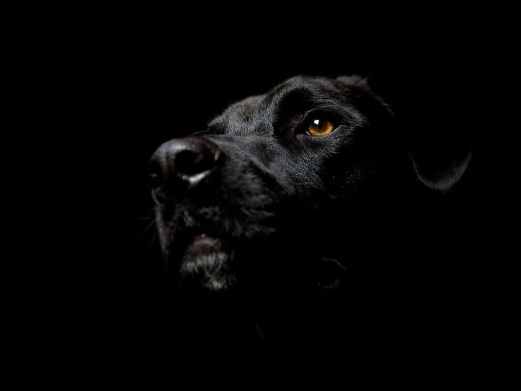 Black Lab Wallpapers