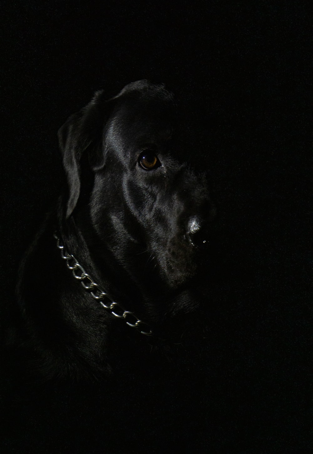 Black Lab Wallpapers