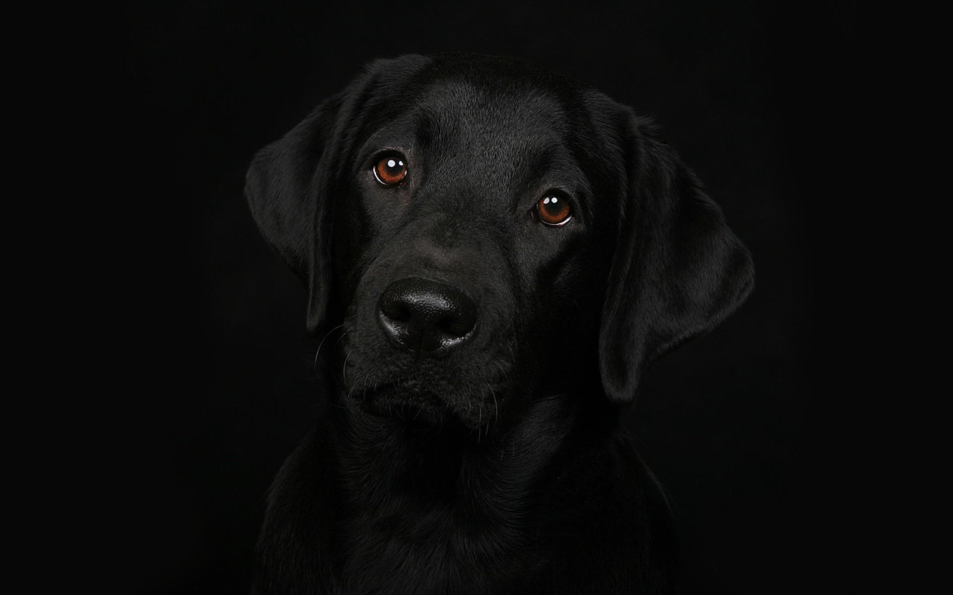 Black Lab Wallpapers