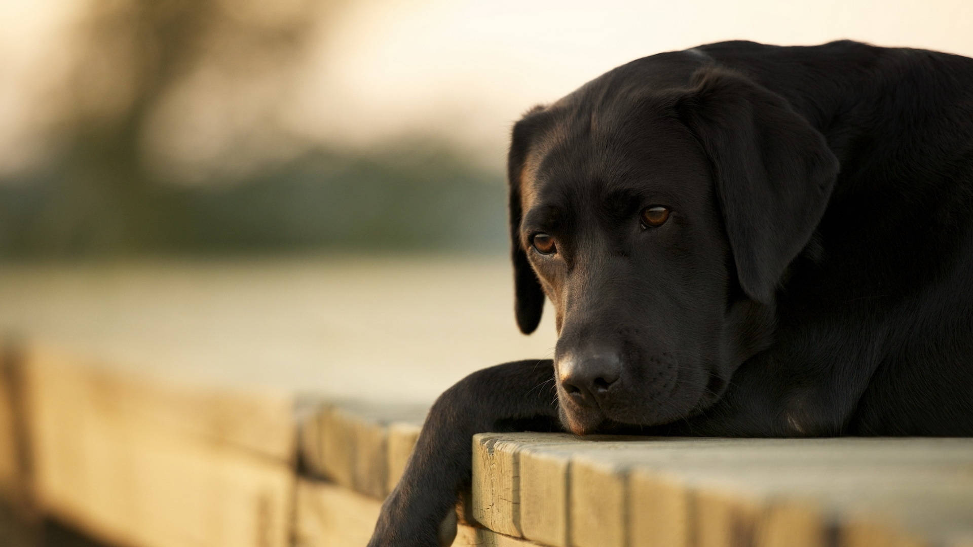 Black Lab Wallpapers