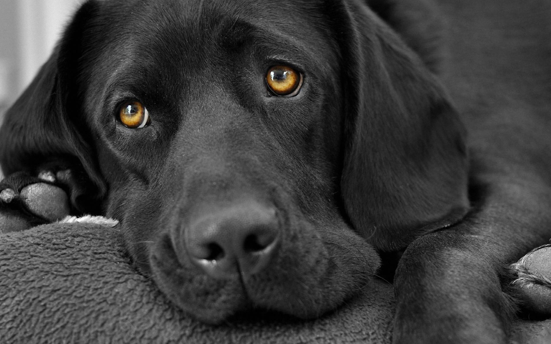 Black Lab Wallpapers