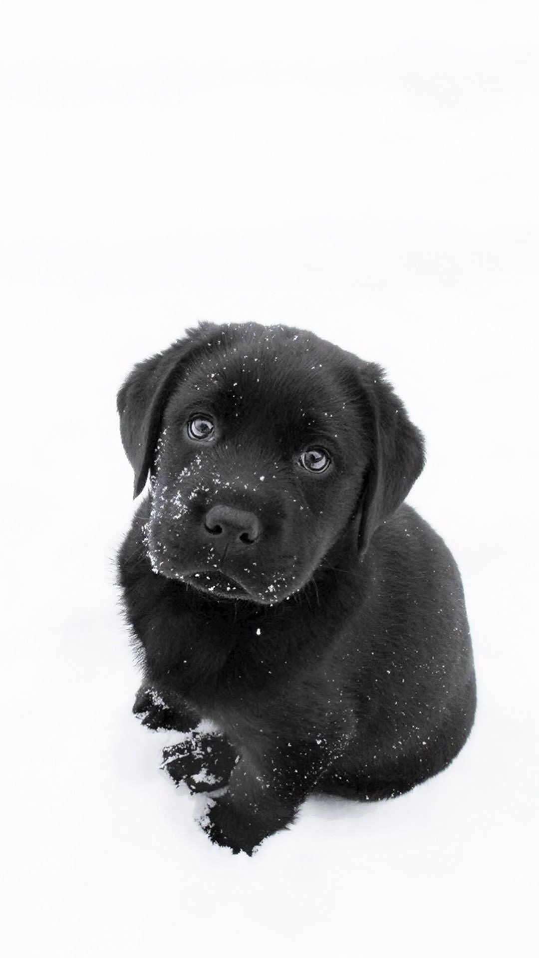 Black Lab Wallpapers