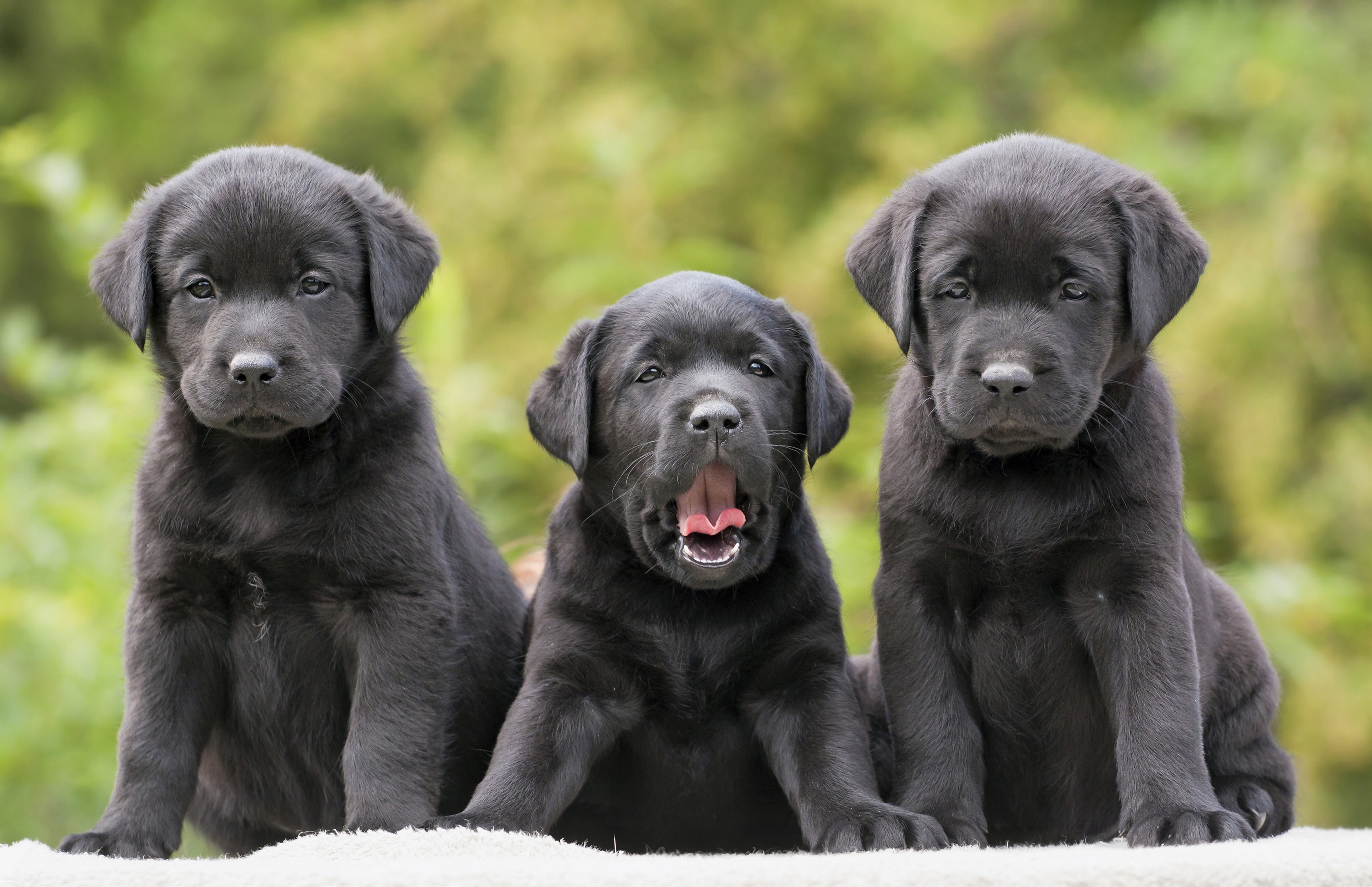 Black Lab Wallpapers