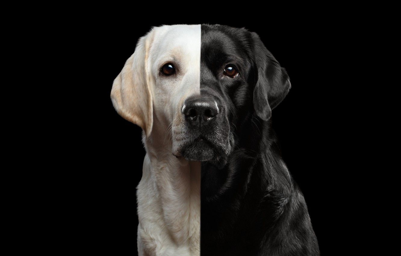 Black Lab Wallpapers