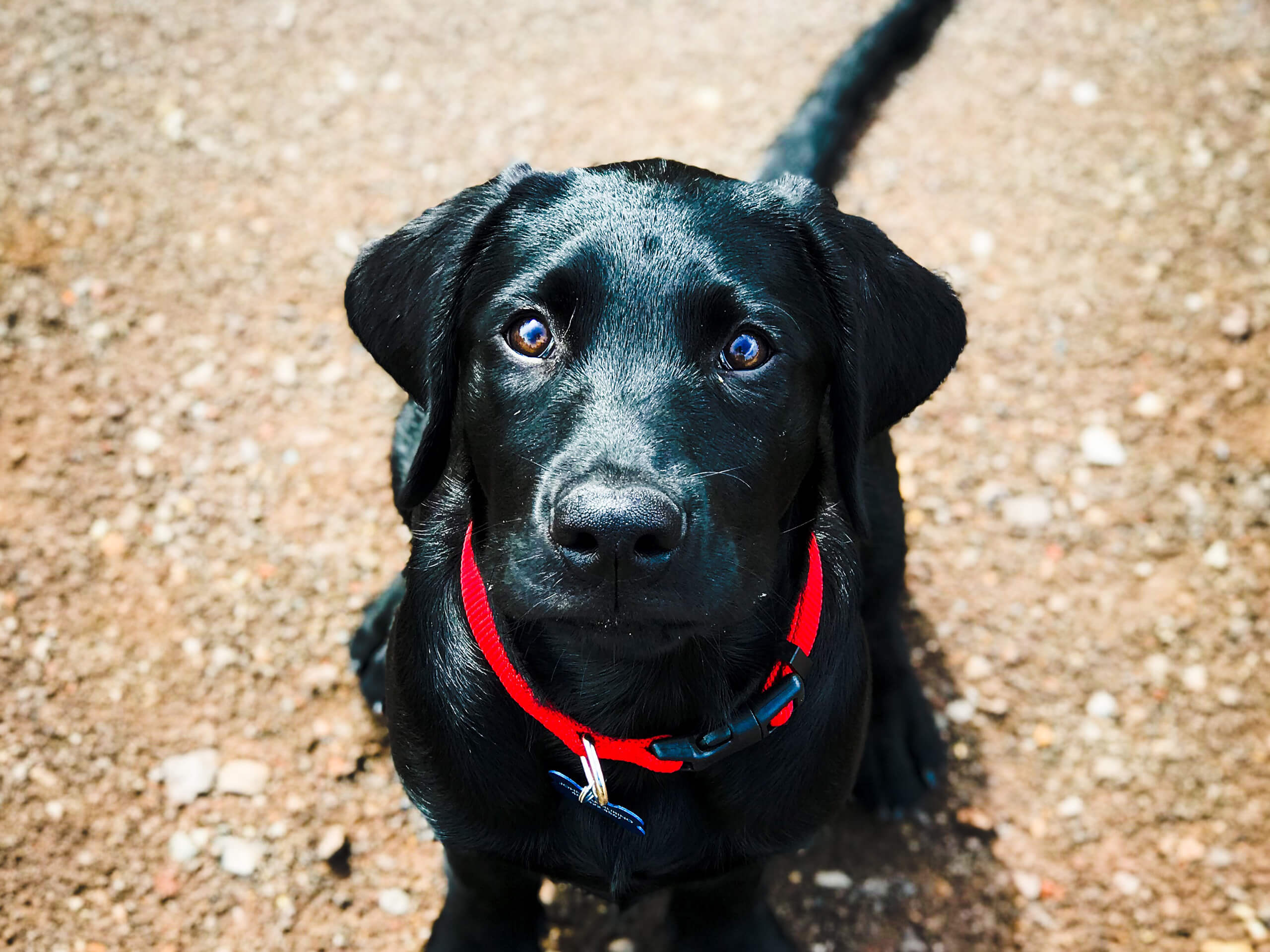 Black Lab Wallpapers