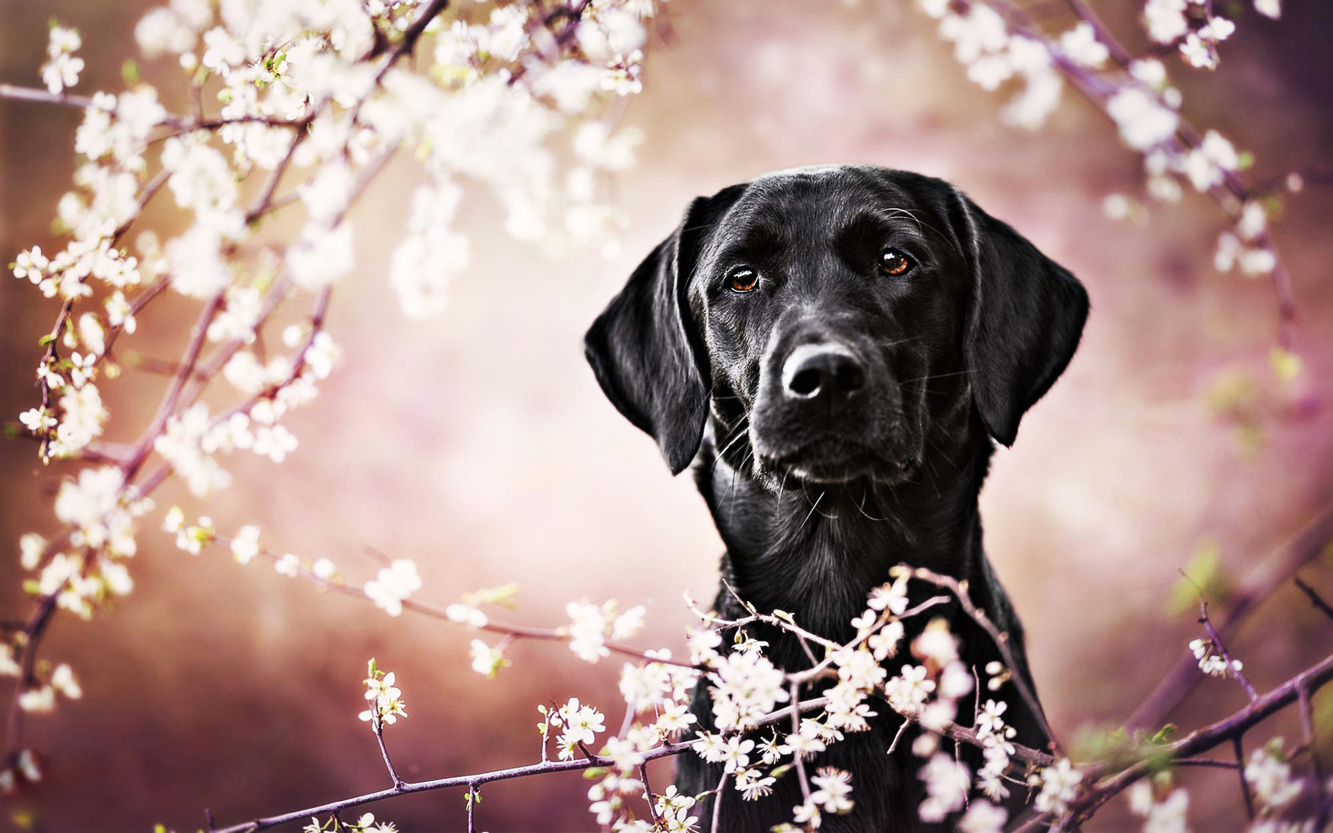 Black Lab Wallpapers