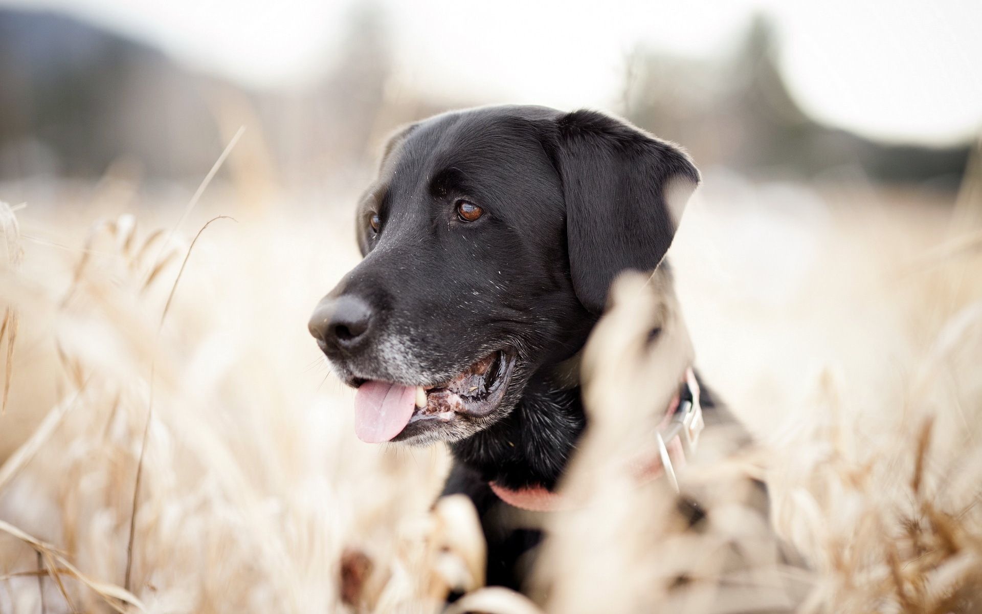 Black Lab Wallpapers