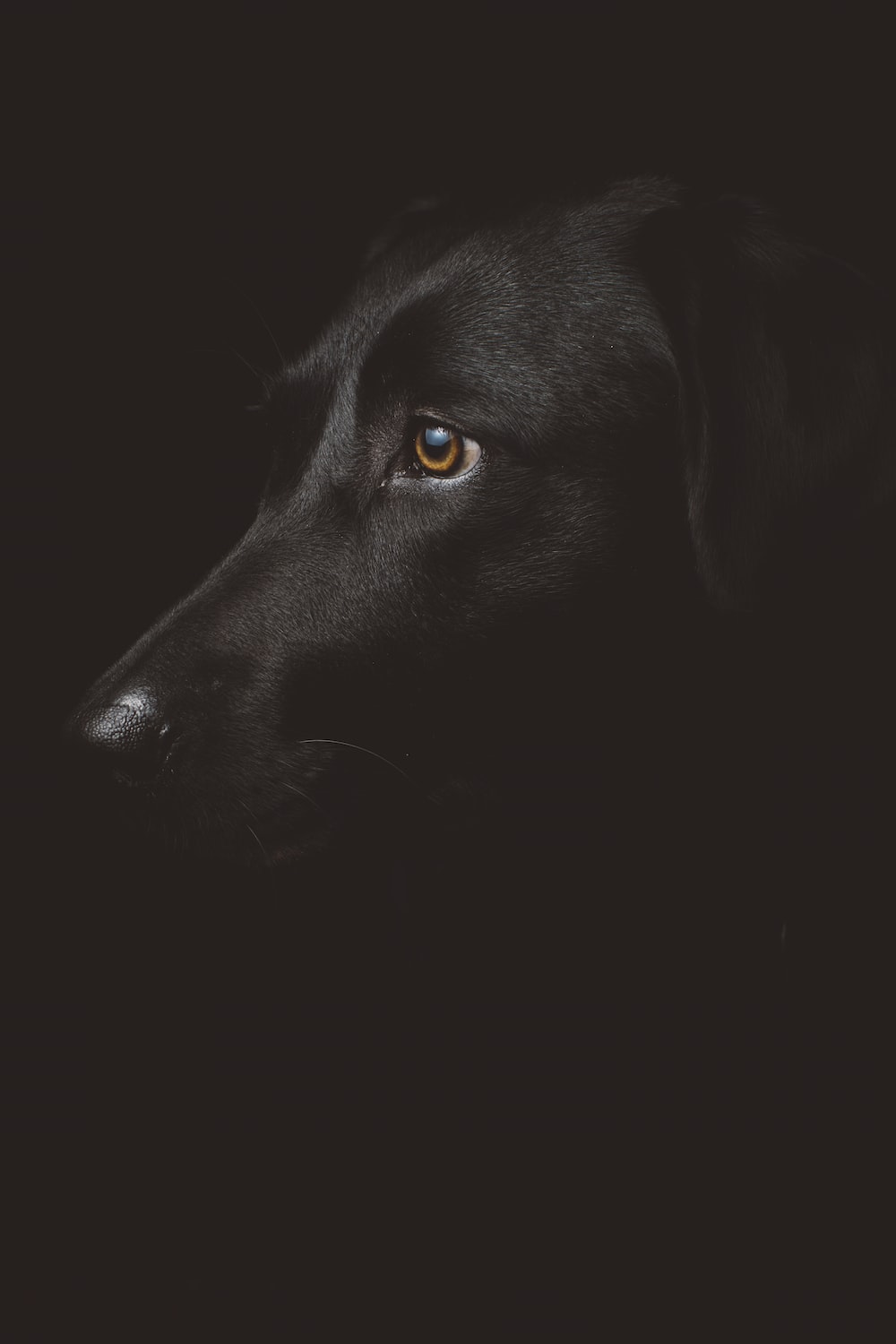 Black Lab Wallpapers