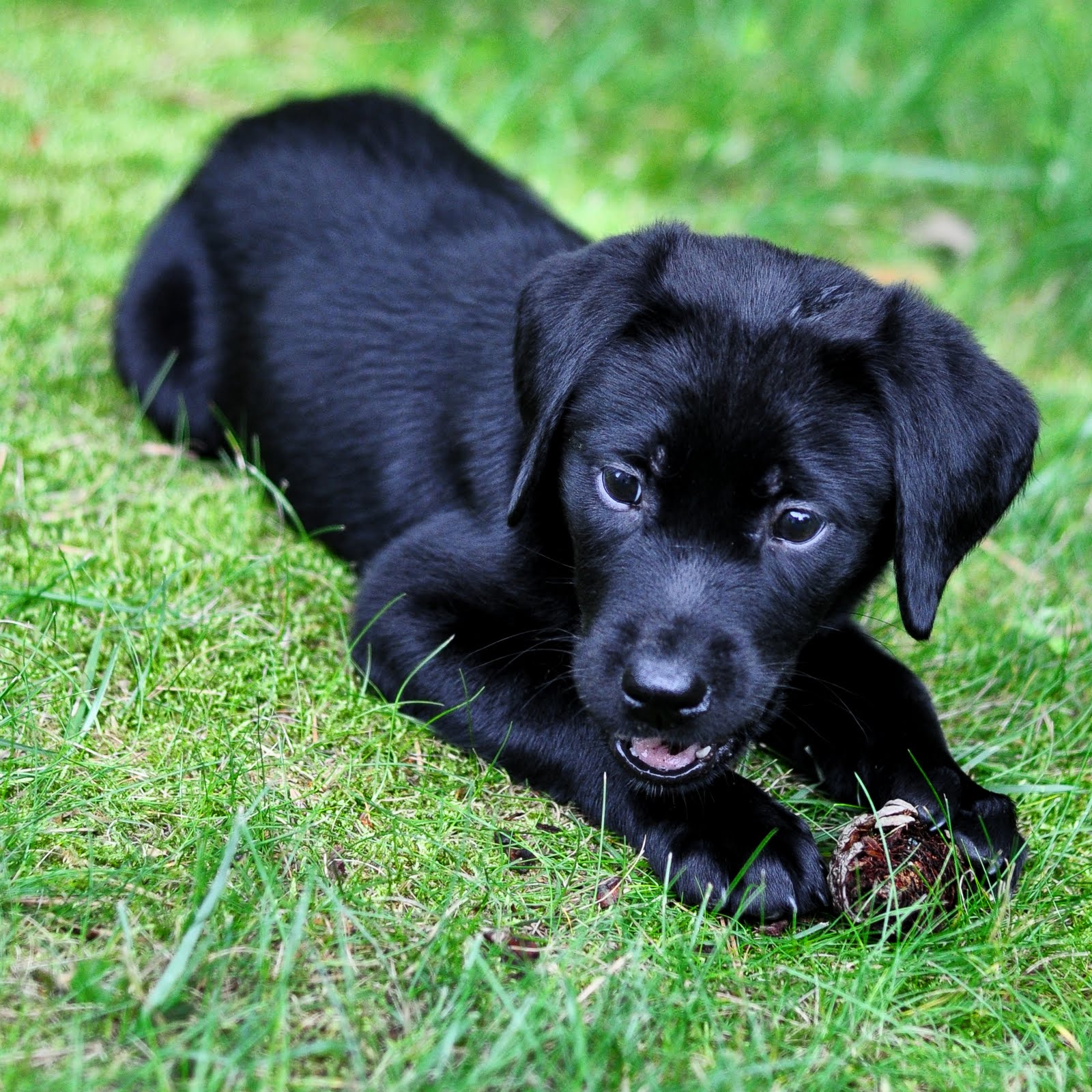 Black Lab Wallpapers