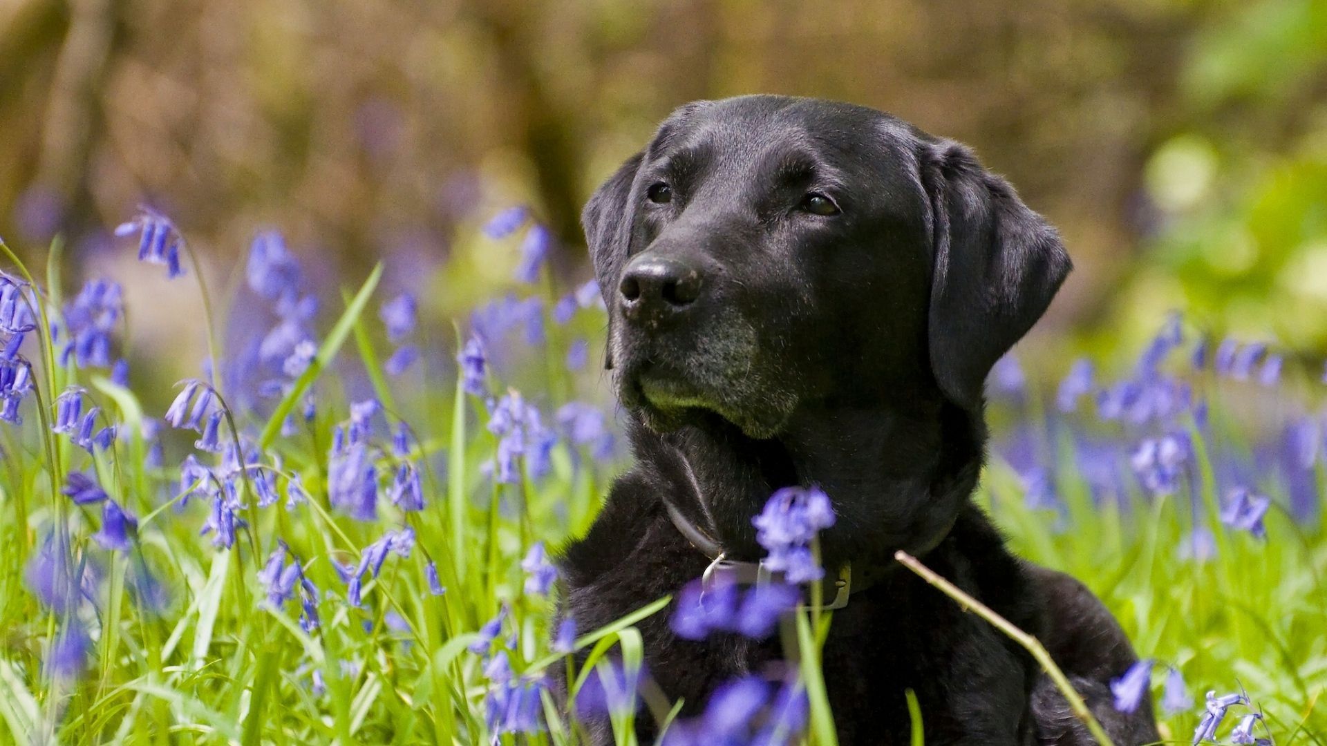 Black Lab Wallpapers