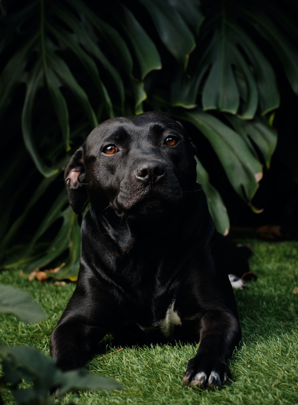 Black Lab Wallpapers