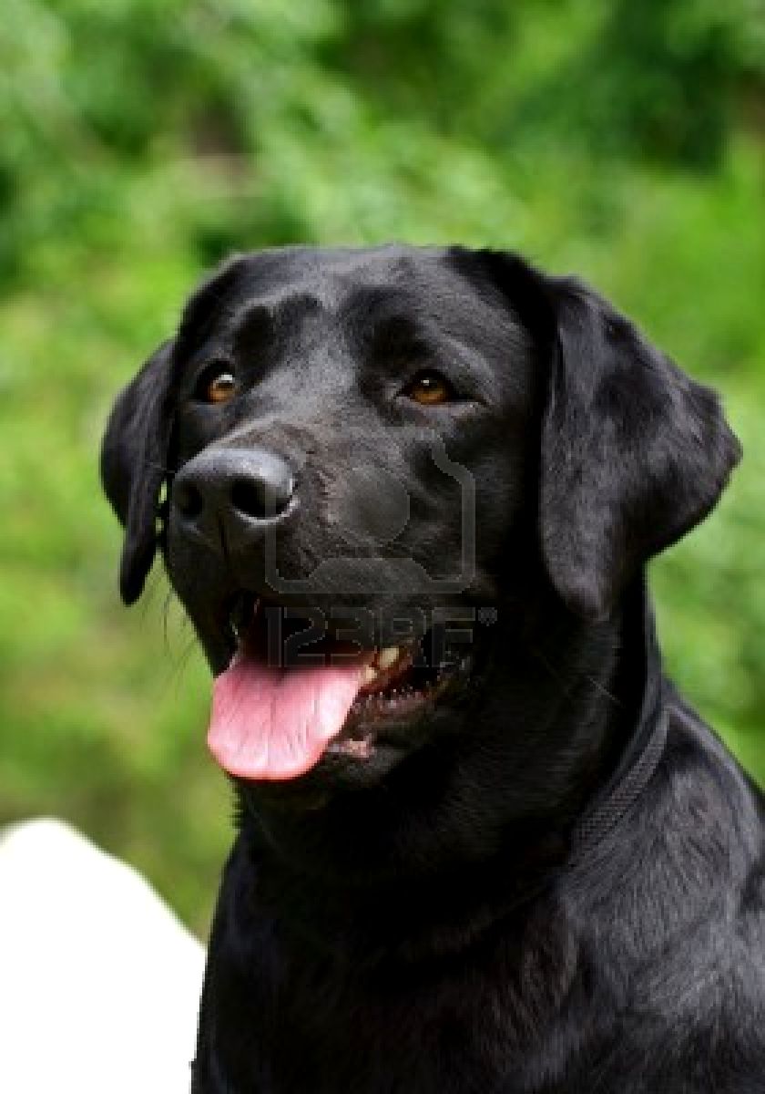 Black Lab Wallpapers