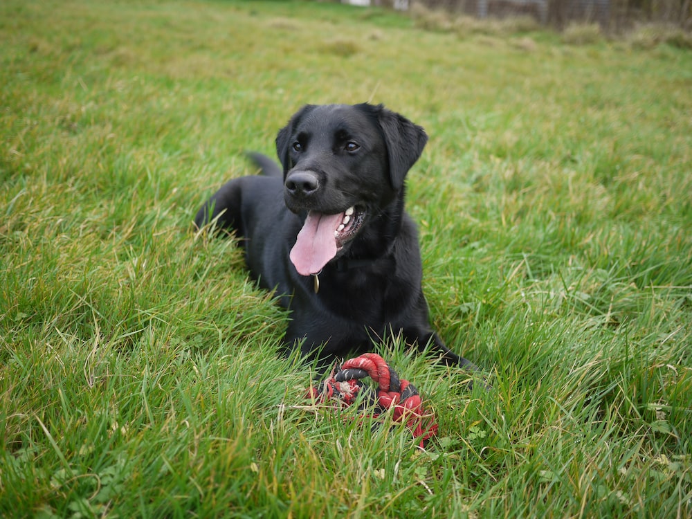 Black Lab Wallpapers