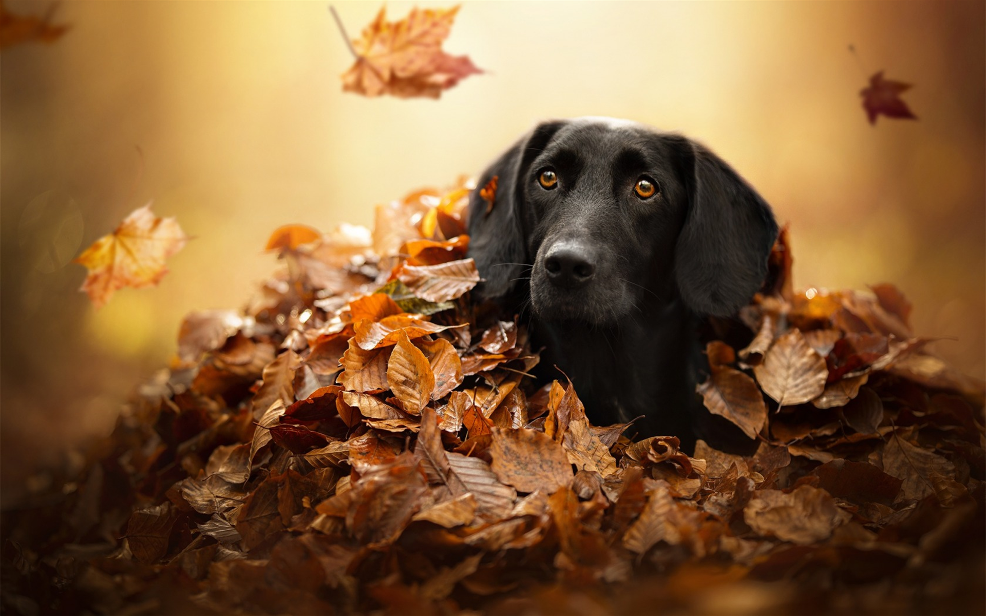 Black Lab Wallpapers