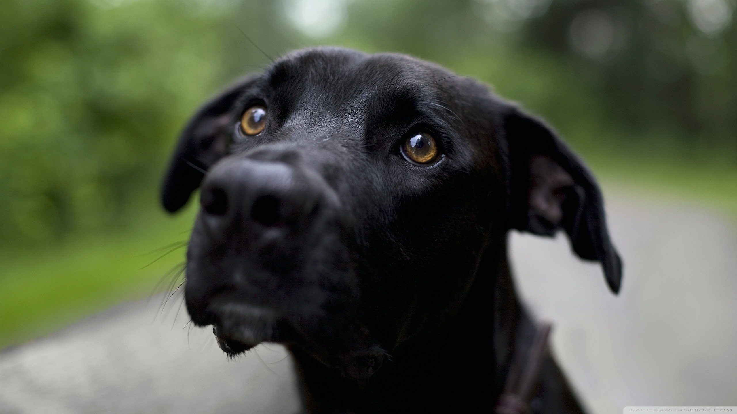 Black Lab Wallpapers