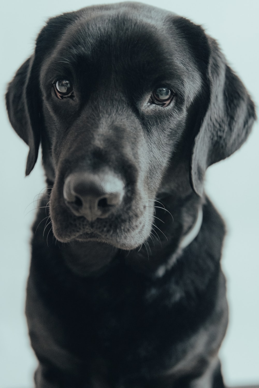 Black Lab Wallpapers