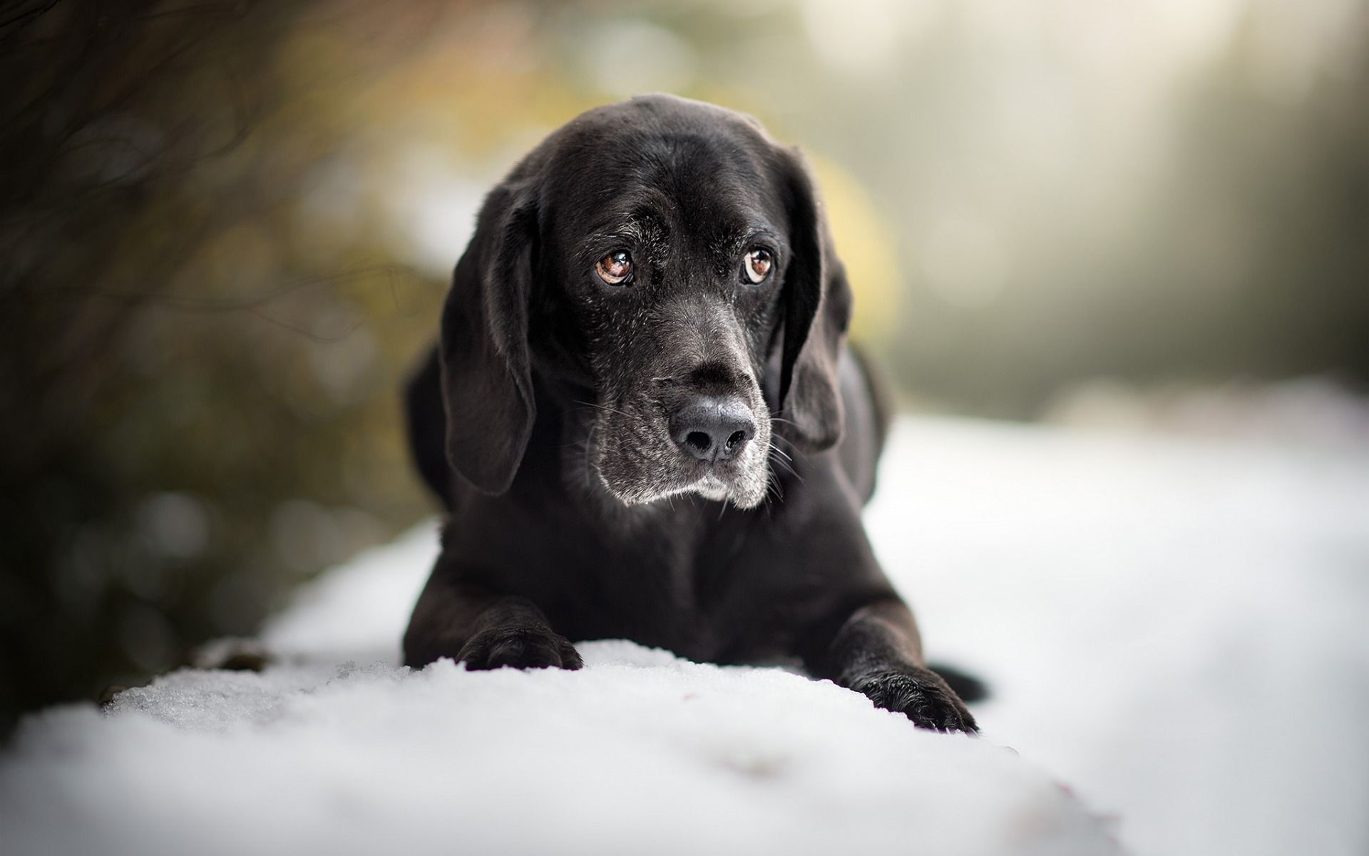 Black Lab Wallpapers