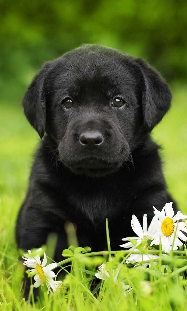 Black Lab Wallpapers