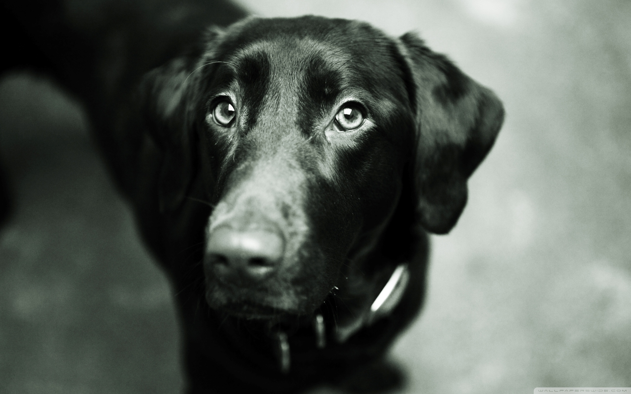 Black Lab Wallpapers